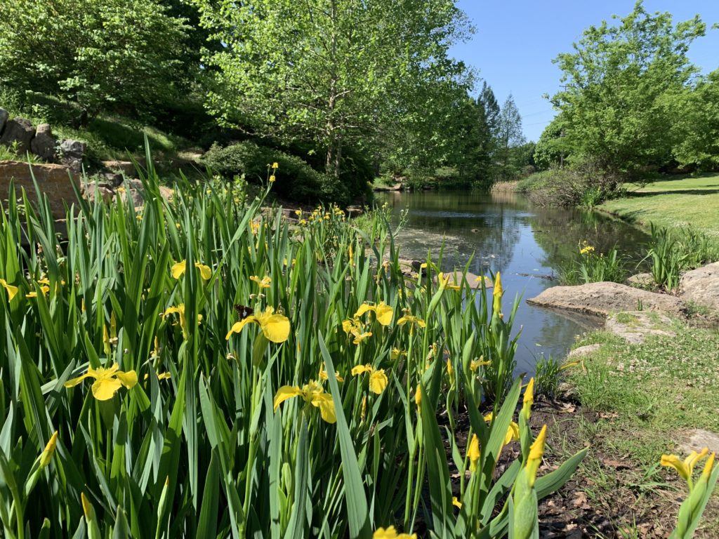 Yellow Flag iris at Woodward Park in Tulsa, OK
