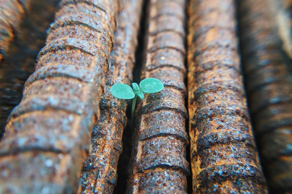 An image of a seedling growing among rusted iron rods.