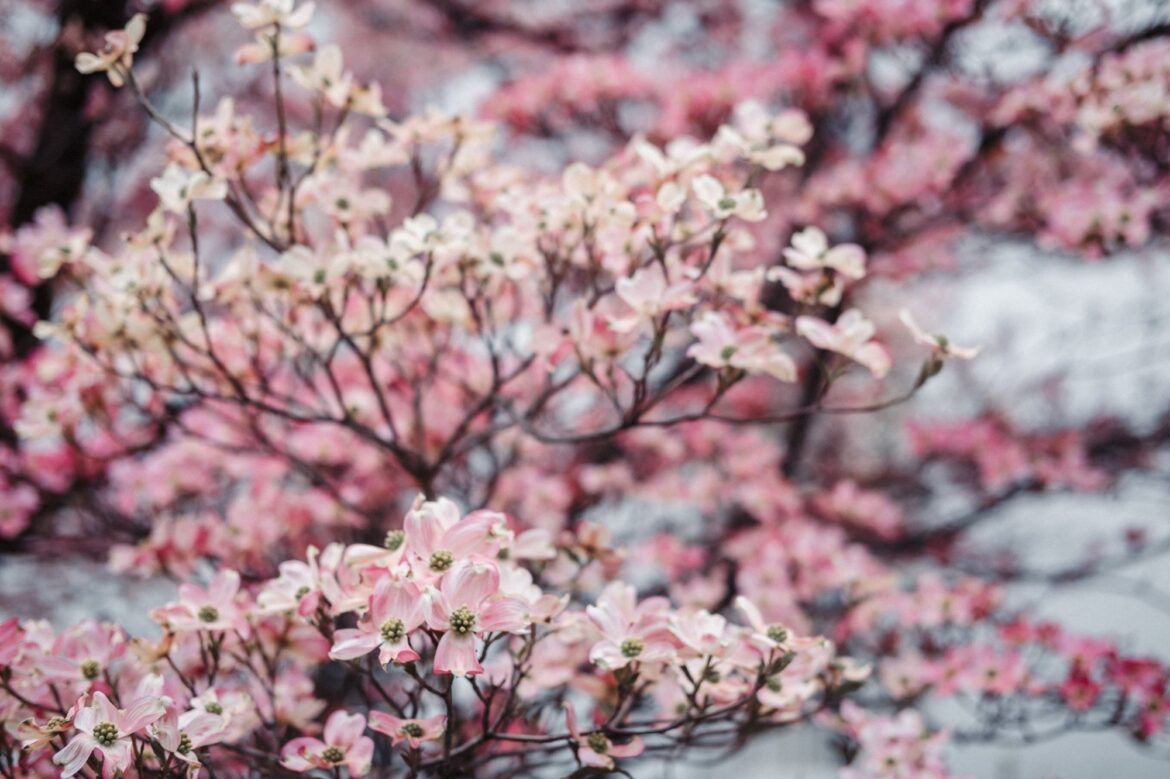 A close up of a blooming dogwood tree with pink flowers.